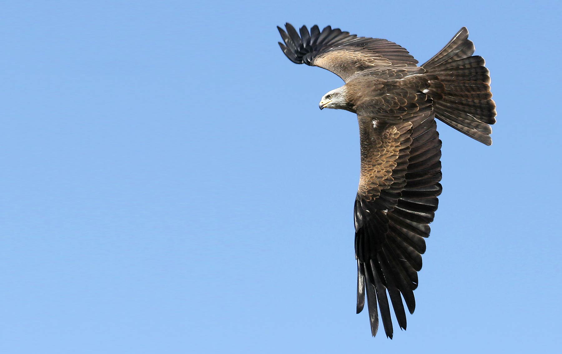 Black Kite. Jill Pakenham Black Kite. Jill Pakenham