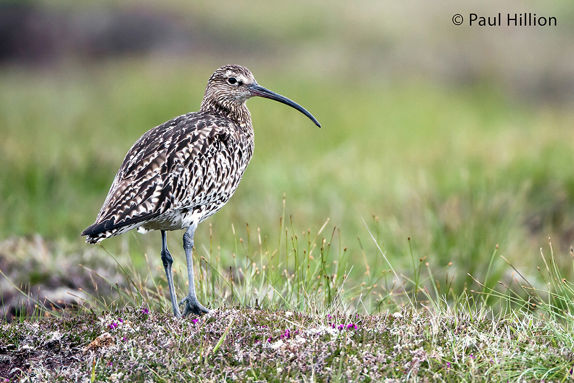Curlew - Paul Hillion Curlew - Paul Hillion