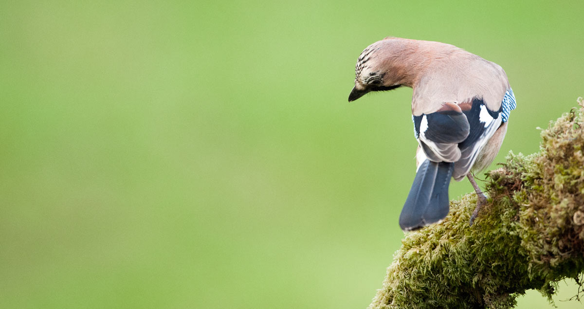 Jay. Sarah Kelman Jay. Sarah Kelman