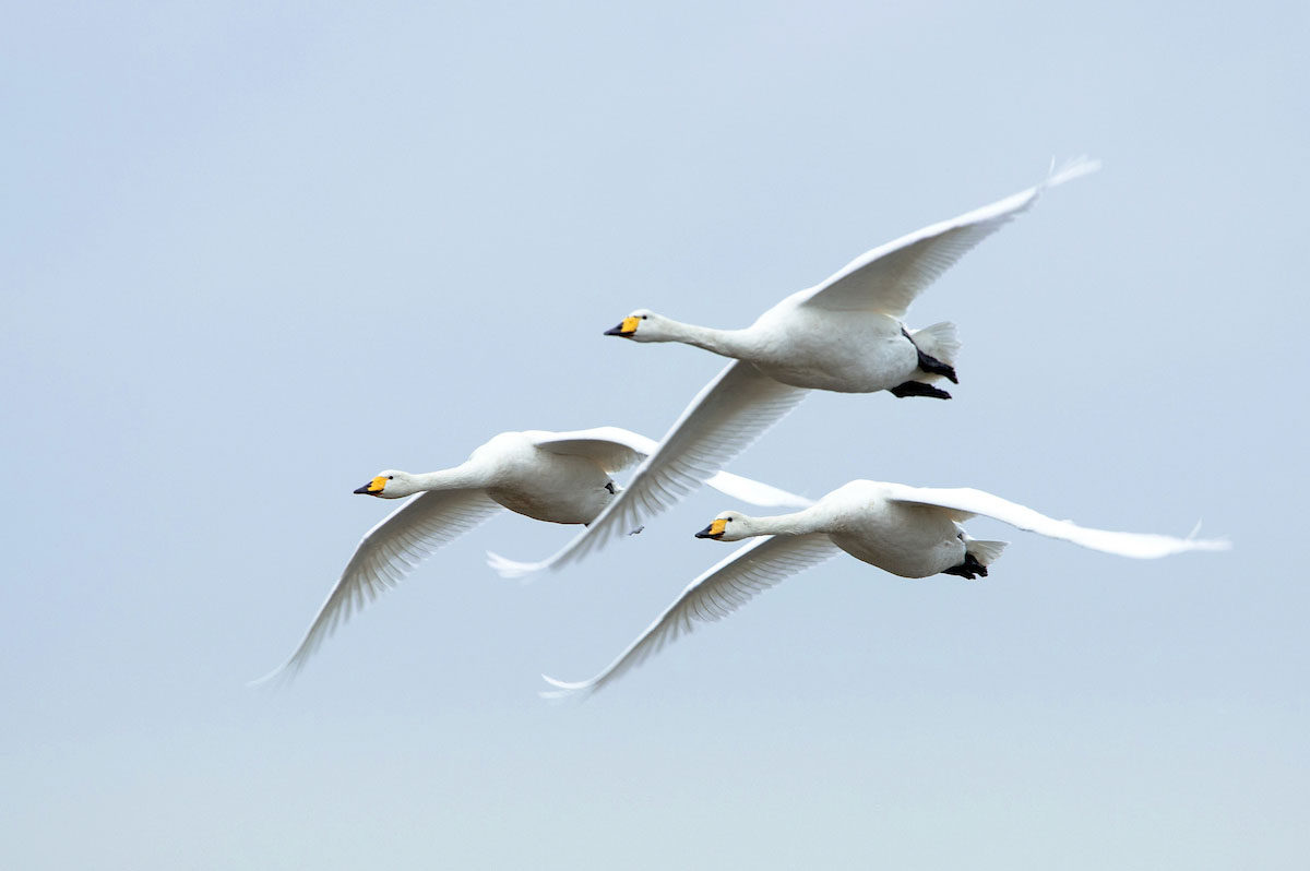 Whooper Swan. Sarah Kelman Whooper Swan. Sarah Kelman