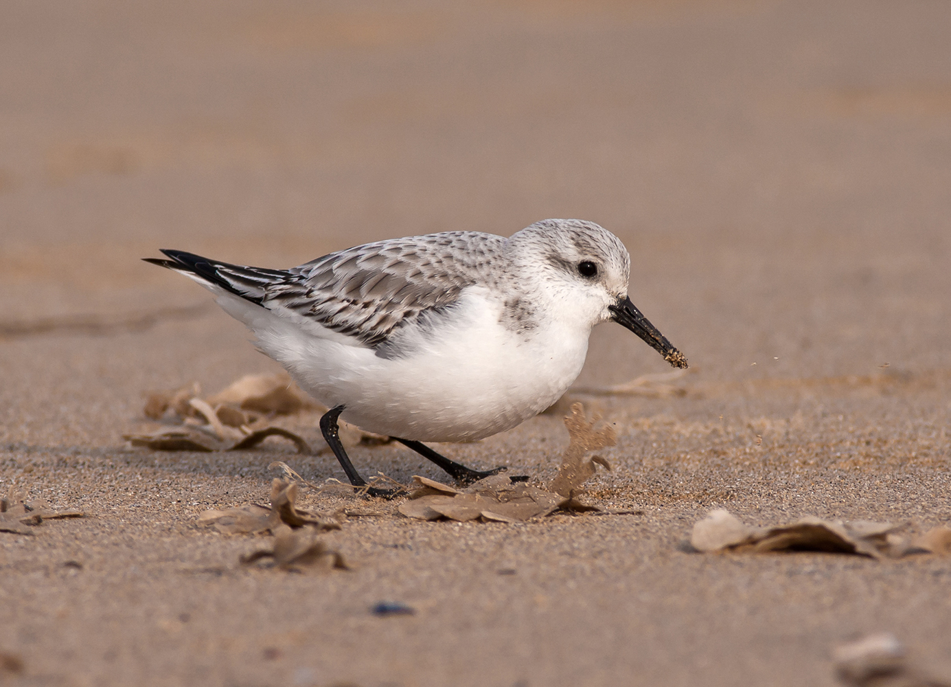 Sanderling, by Allan Drewitt / BTO