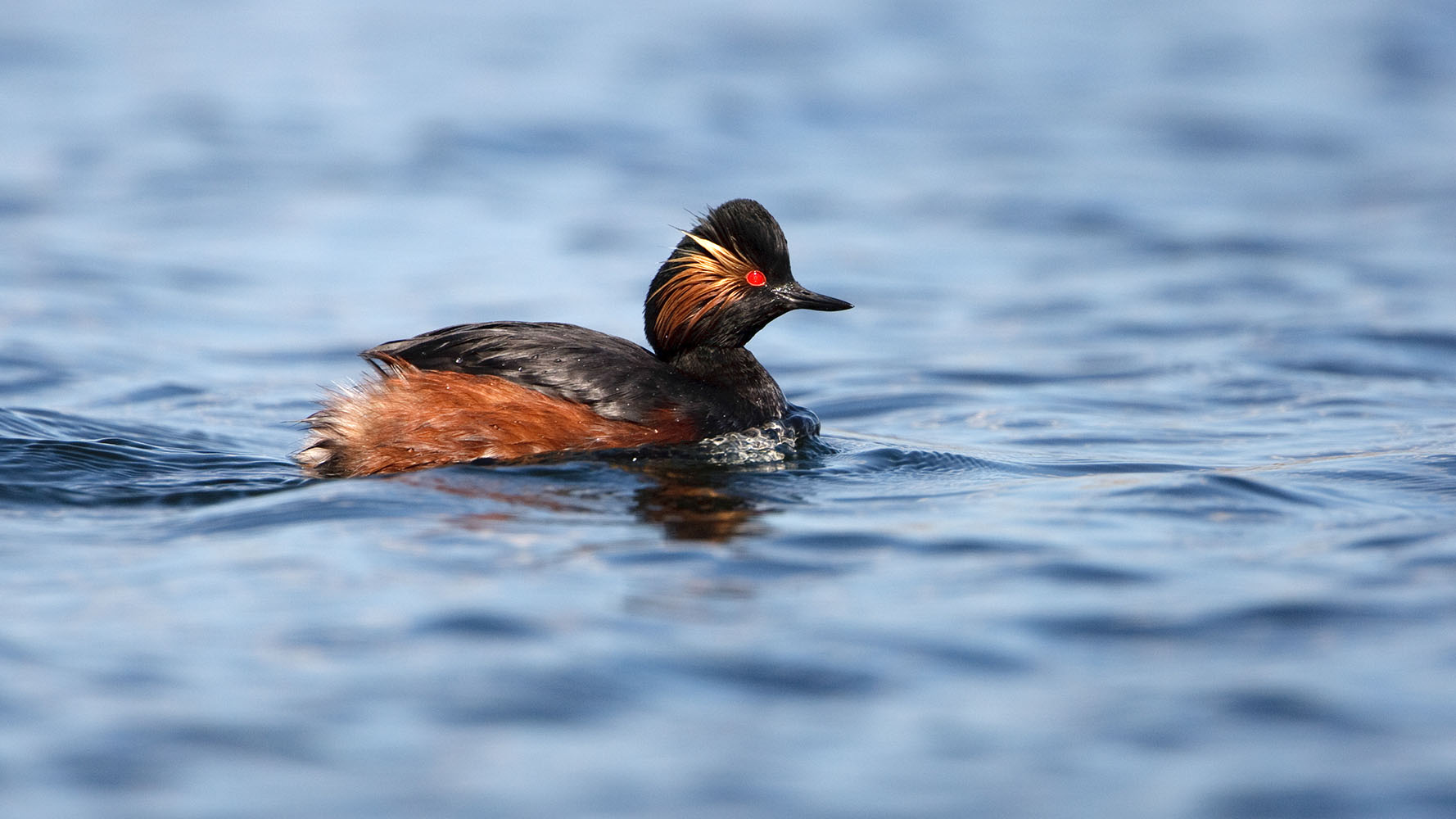 Black-necked Grebe, Graham Catley 2019-b23-graham-catley-3117_copy.jpg