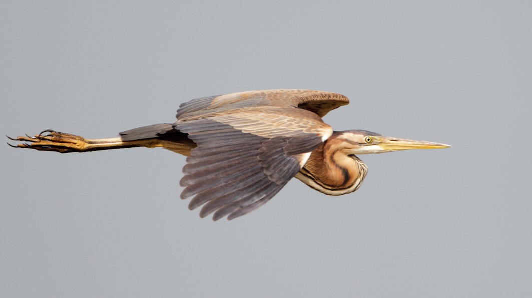 Purple Heron, Graham Catley 2019-b23-graham-catley-3185.jpg