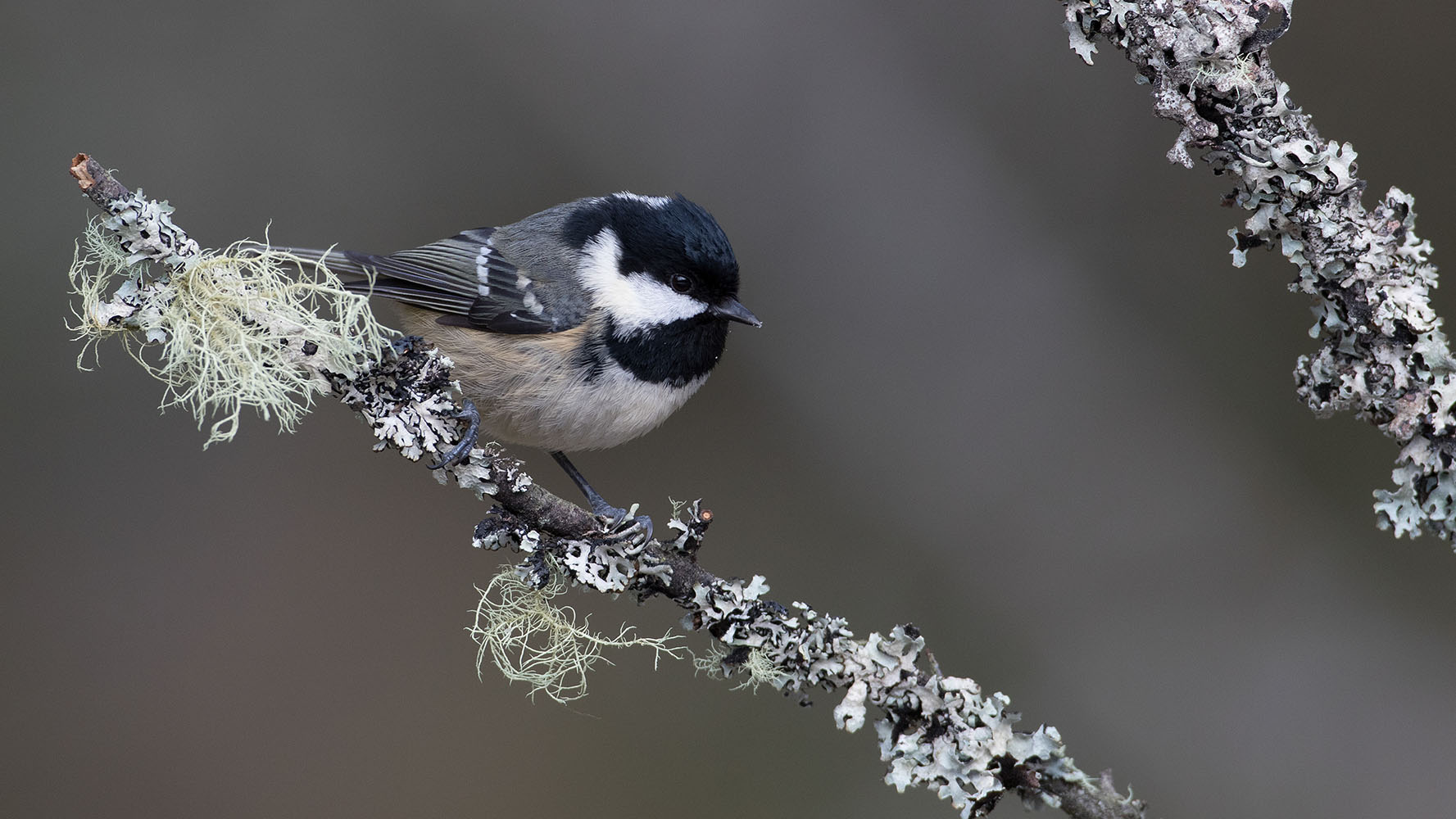 Coal Tit, by Liz Cutting / BTO