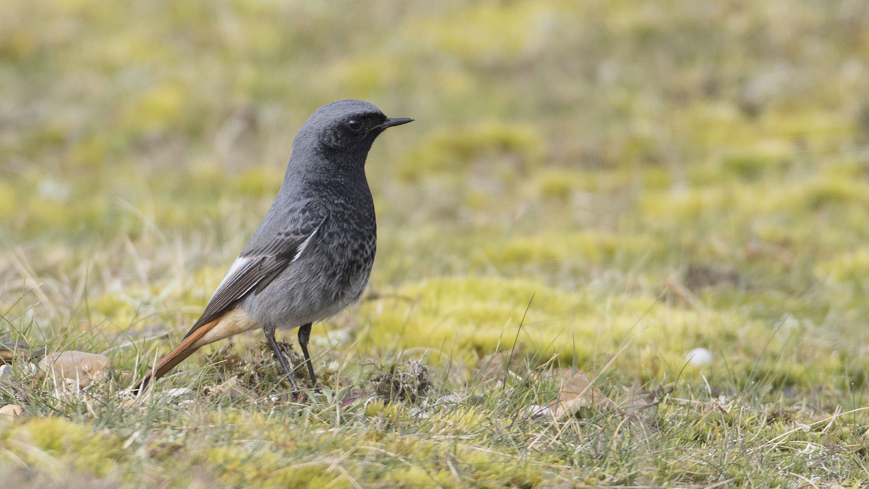 Black Redstart, Liz Cutting 2019-b35-liz-cutting-3789_original.jpg