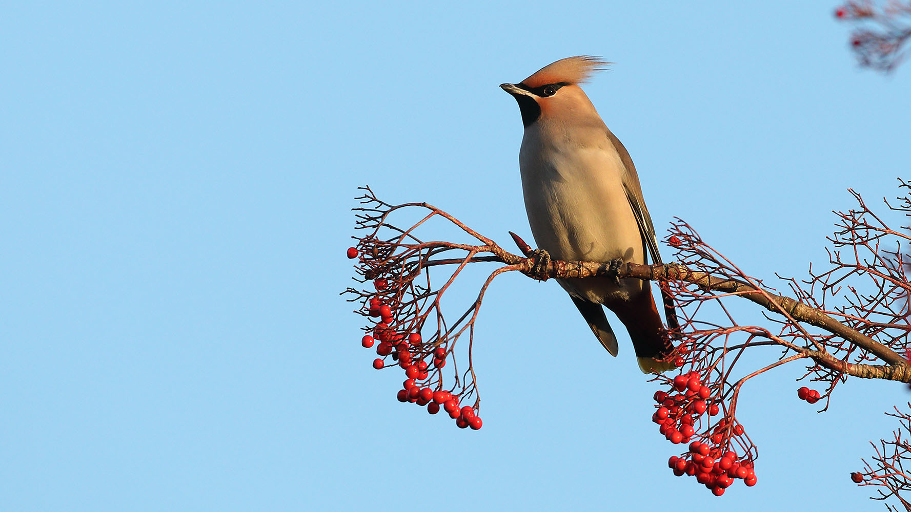 Waxwing, by Liz Cutting / BTO