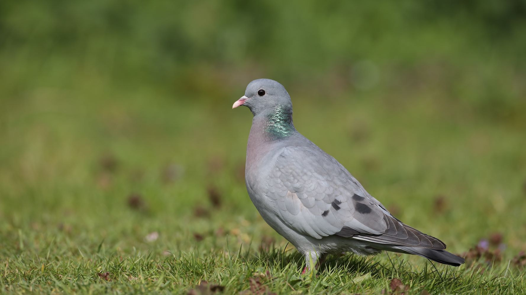 Stock Dove, by Liz Cutting / BTO