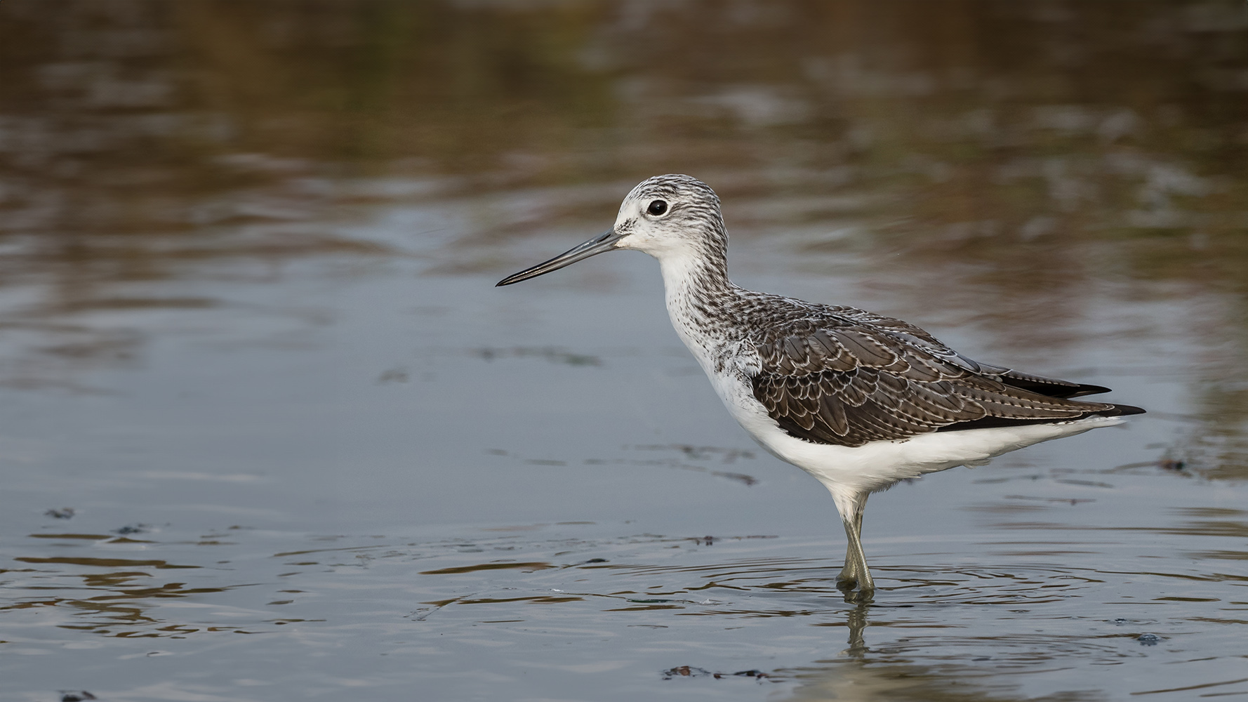 Greenshank by Philip Croft Greenshank by Philip Croft