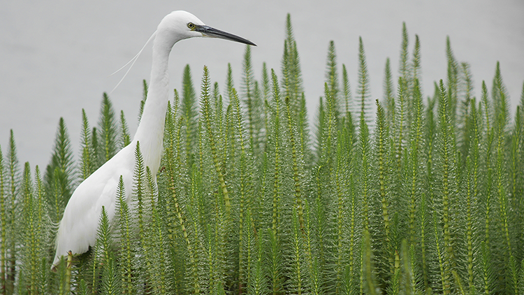 Little Egret, Scott Mayson 2019-b48-scott-mayson-5302_original.png