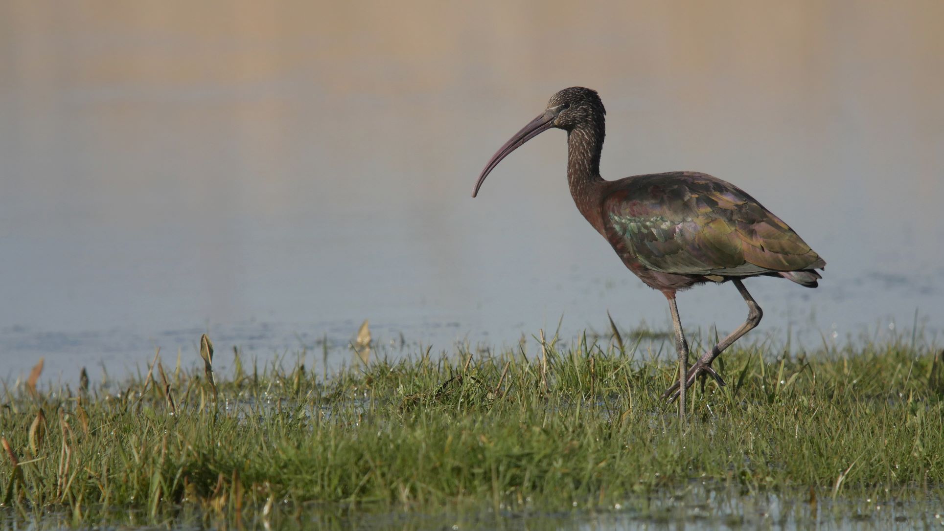 Glossy Ibis, Scott Mayson 2019-b48-scott-mayson-5347_original.jpg