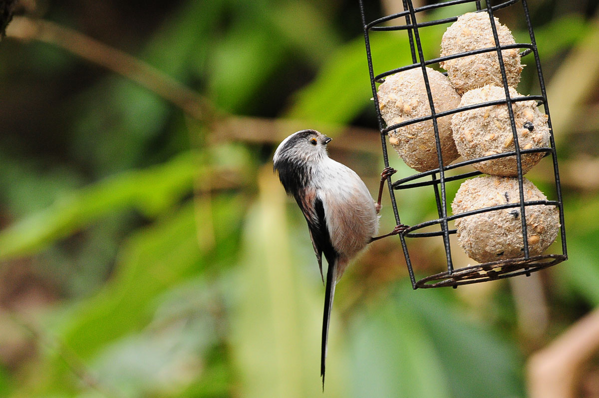 Long-tailed Tit on feeder. Tommy Holden Long-tailed Tit on feeder. Tommy Holden