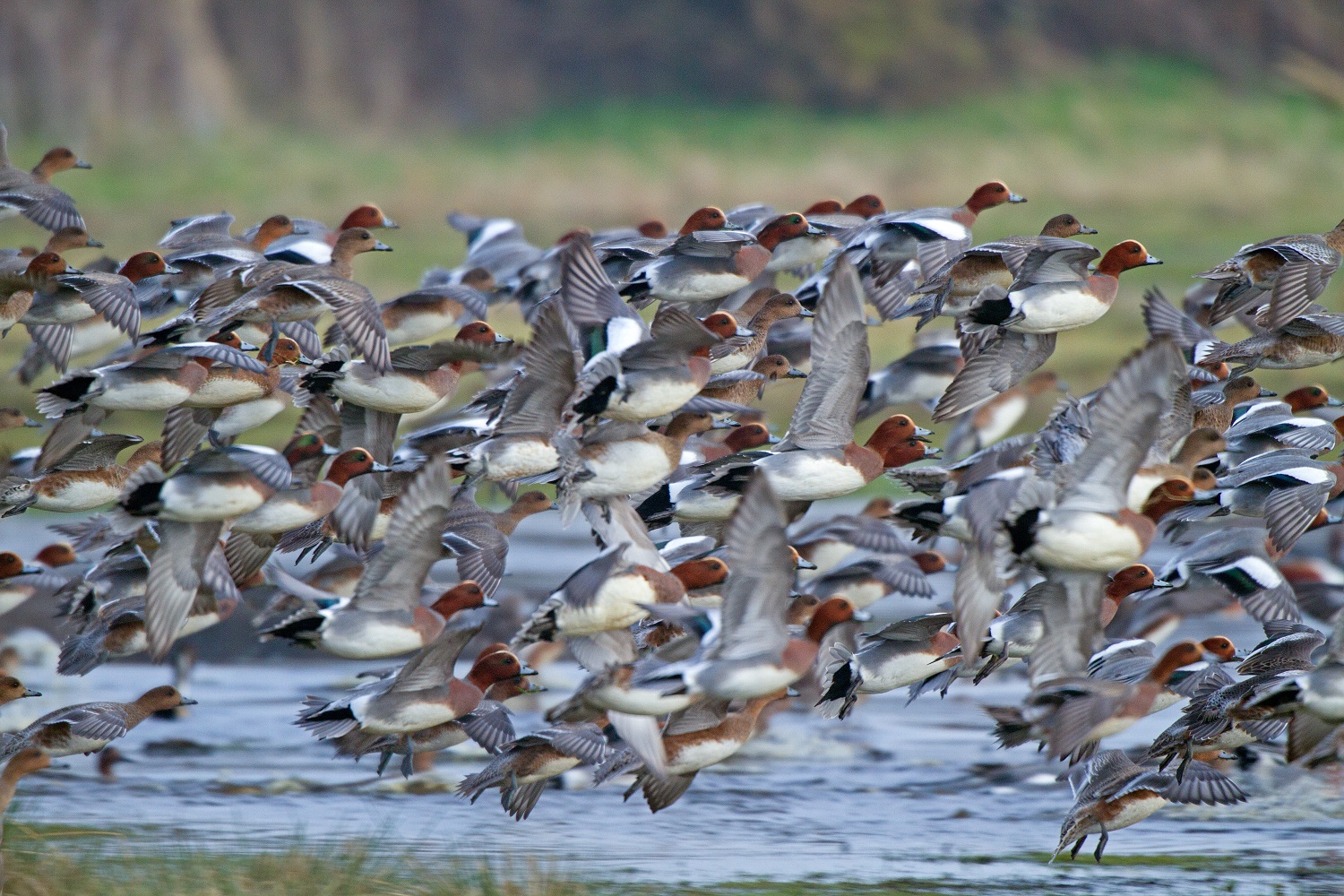 Wigeon, John Harding 2020-b040-john-harding-7824_original_2.jpg