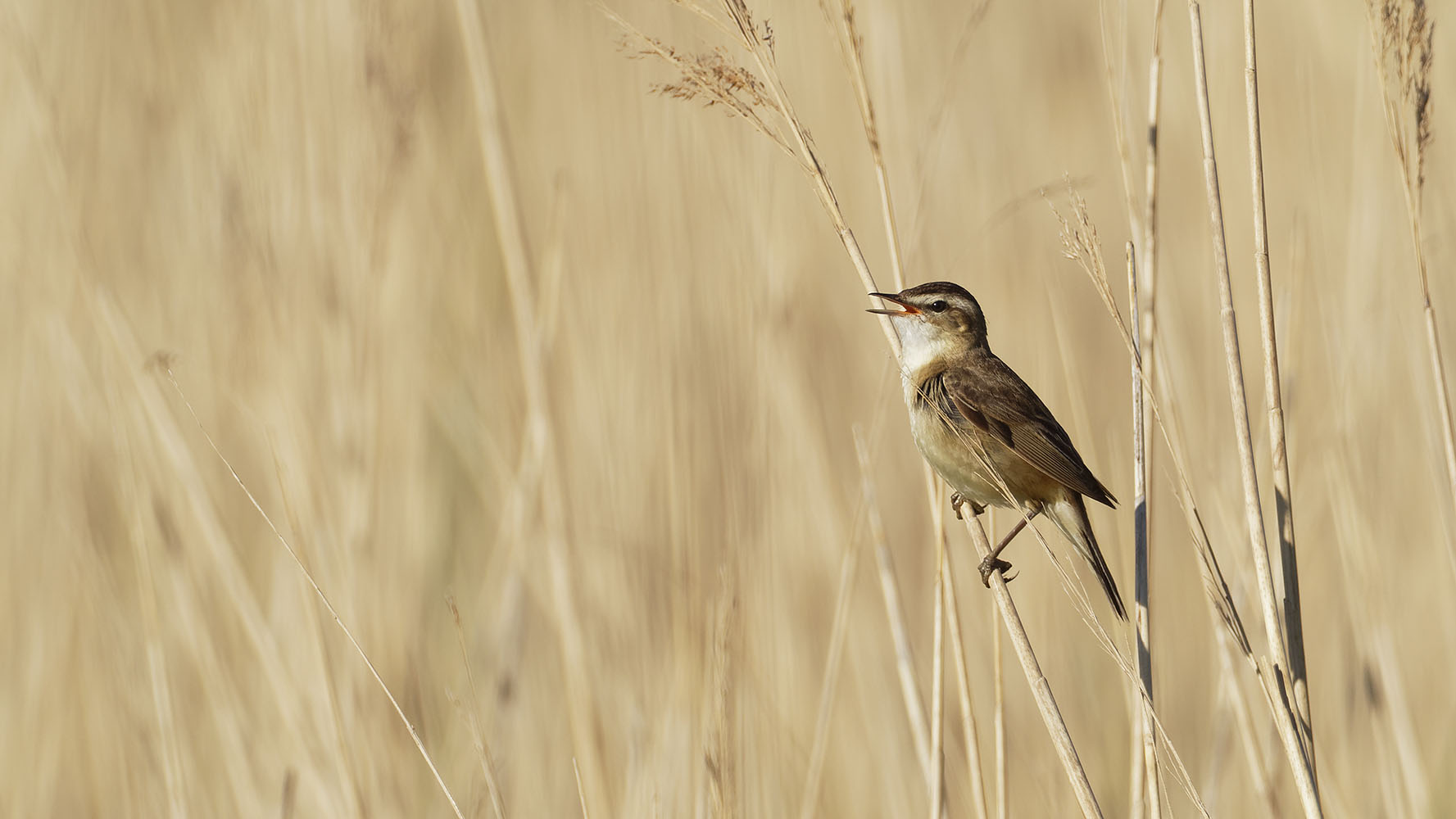 Sedge Warbler, Liz Cutting 2021-b002-liz-cutting-8497_2_web.jpg