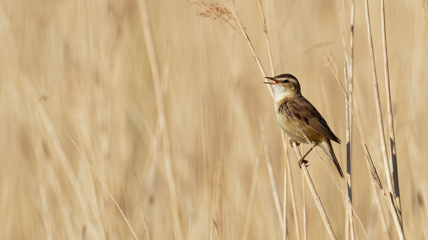 Sedge Warbler, Liz Cutting 2021-b002-liz-cutting-8497_3.jpg