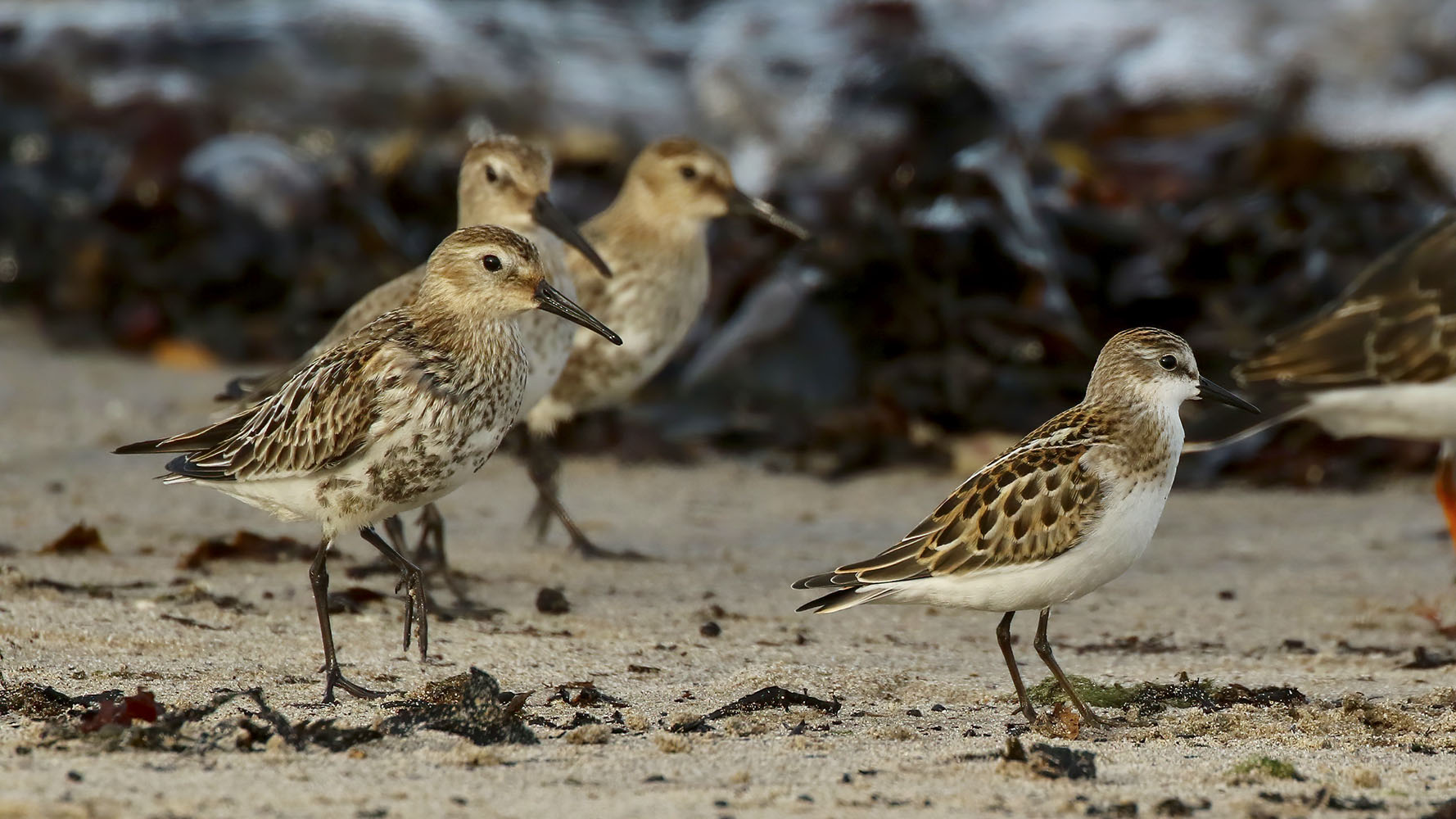 Little Stint and Dulin, Tom Cadwallender 2021-b007-tom-cadwallender-8882_edit.jpg