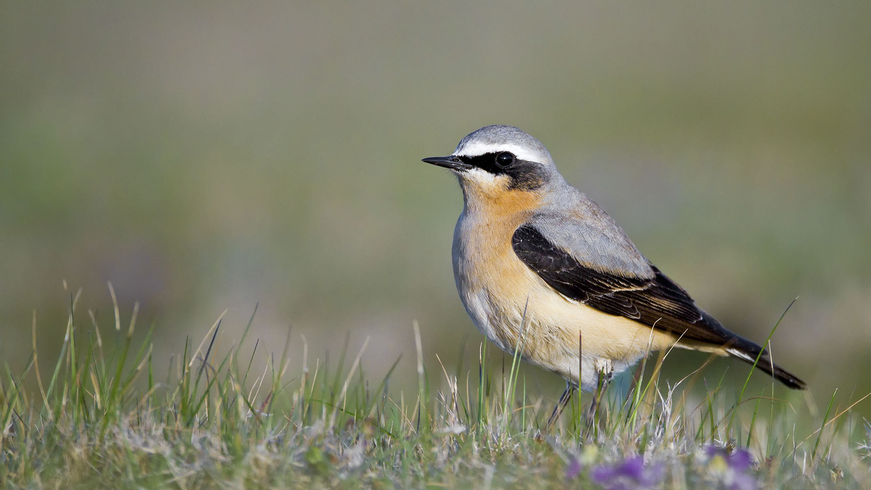 Wheatear, Paul Hillion 2021-b008-paul-hillion-8791_web.jpg