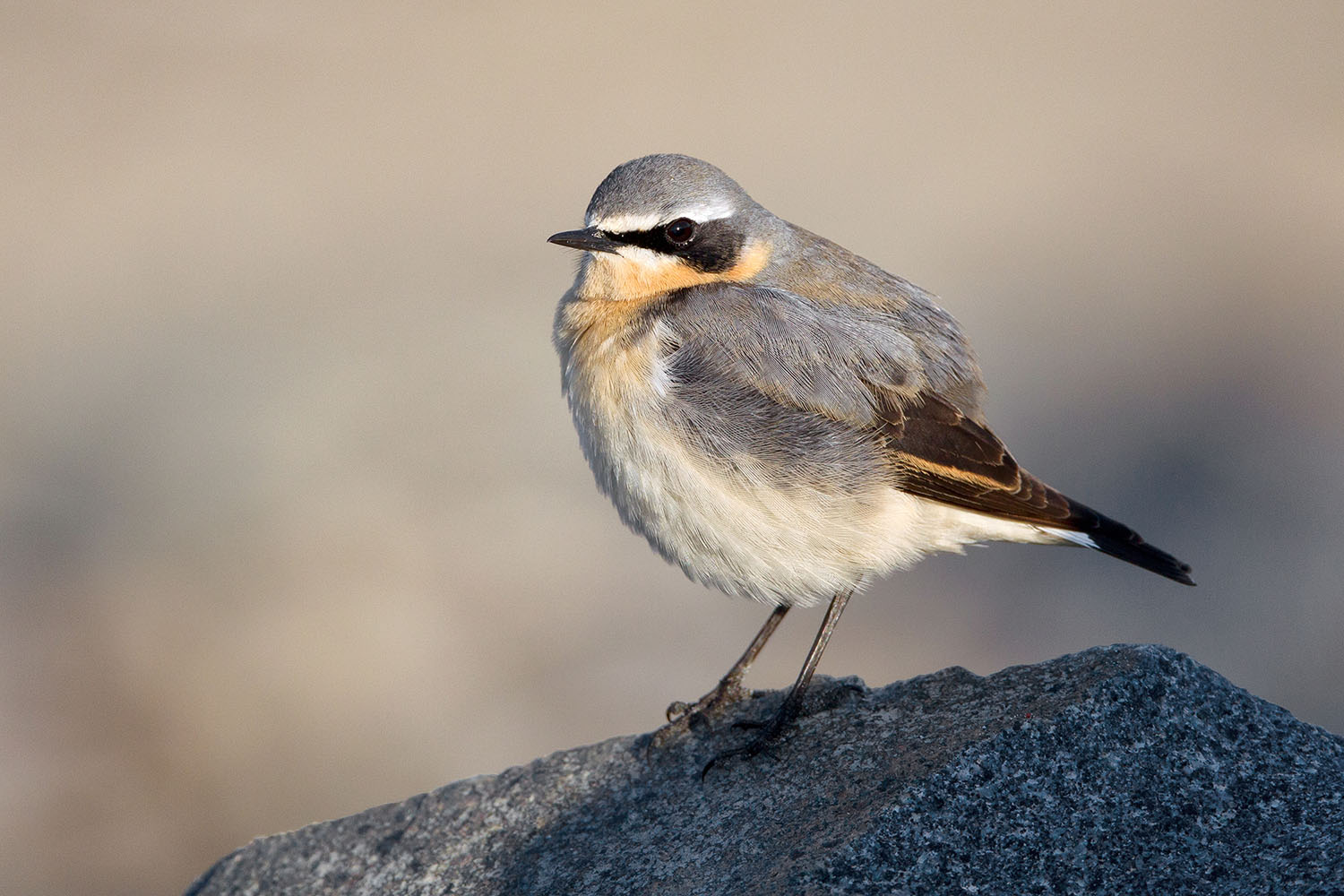 Wheatear, Paul Hillion 2021-b008-paul-hillion-8809.jpg