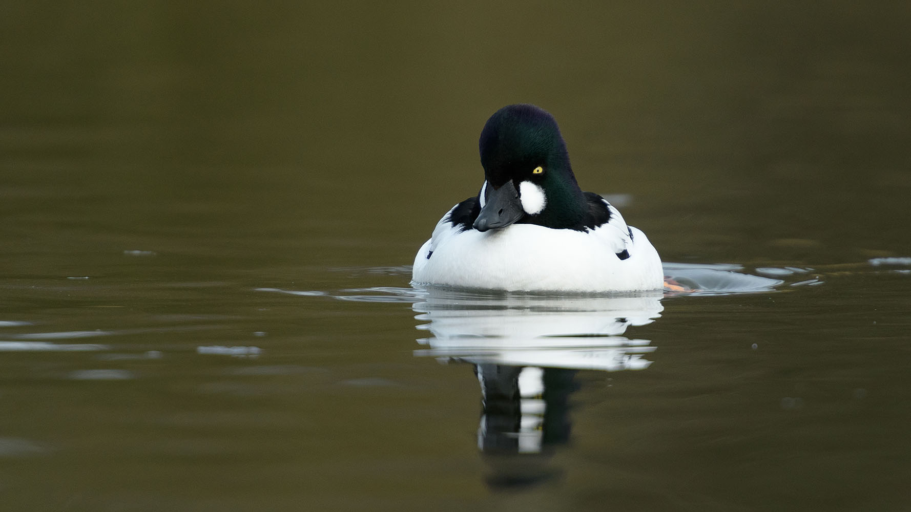 Goldeneye, by Sarah Kelman / BTO
