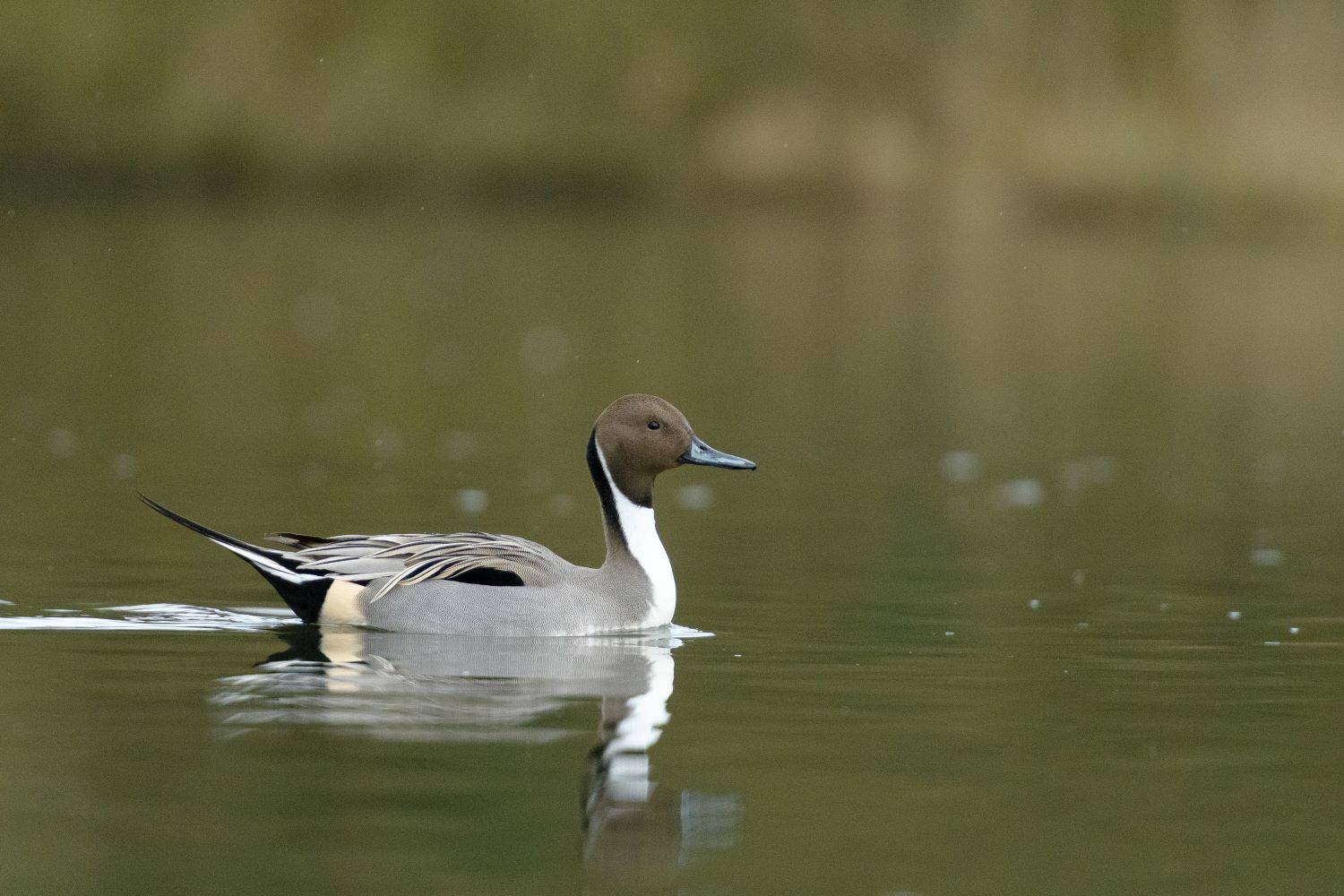 Pintail, by Sarah Kelman / BTO