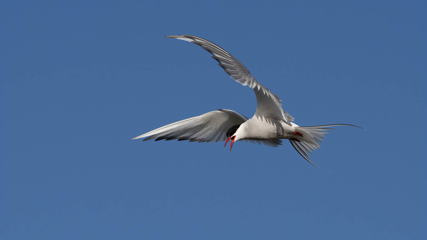 Arctic Tern. Edmund Fellowes / BTO 2022-b015-edmund-fellowes-10439_copy.jpg