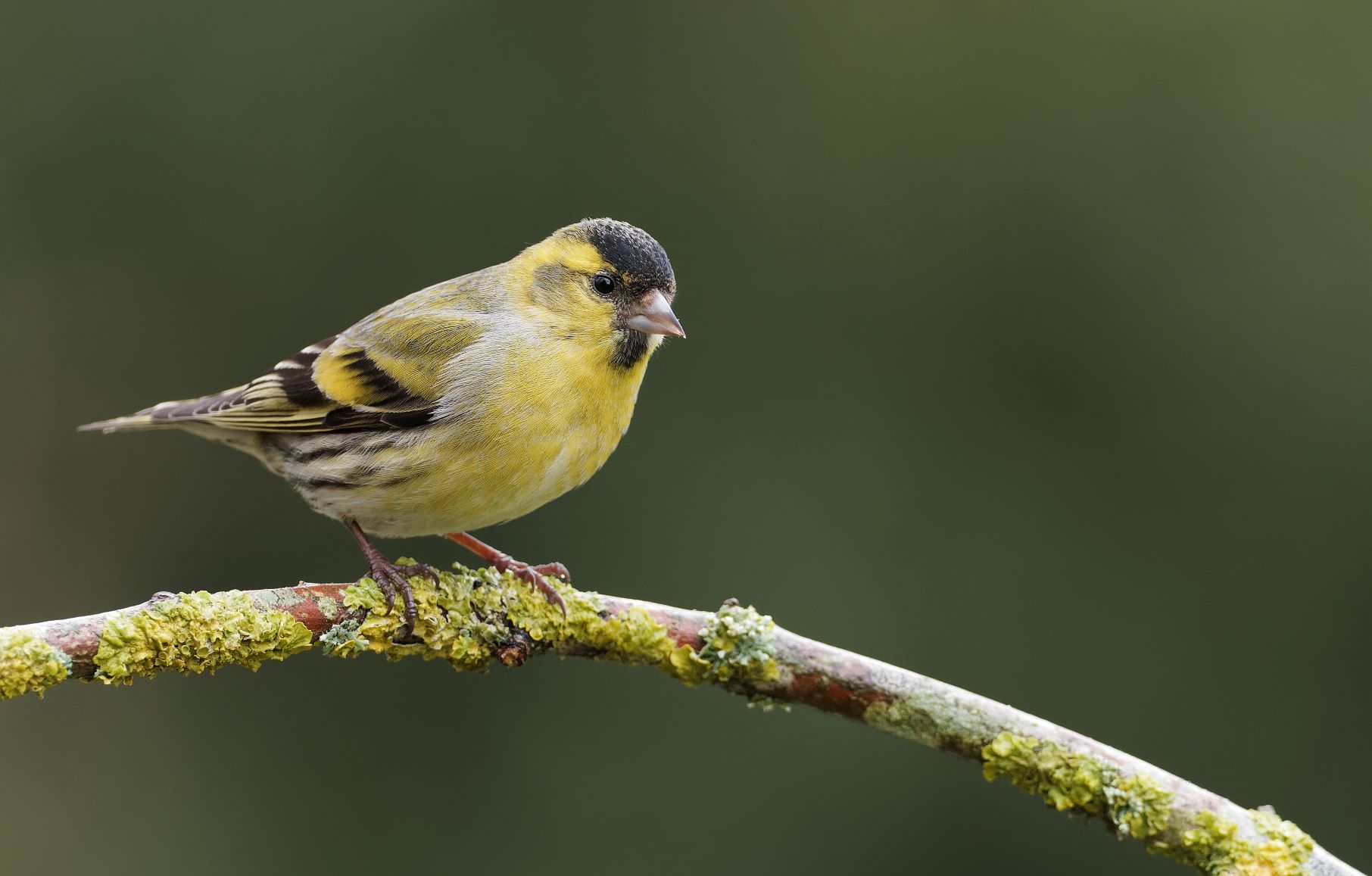 Siskin, Liz Cutting 2022-b017-liz-cutting-10666_2_original.jpg