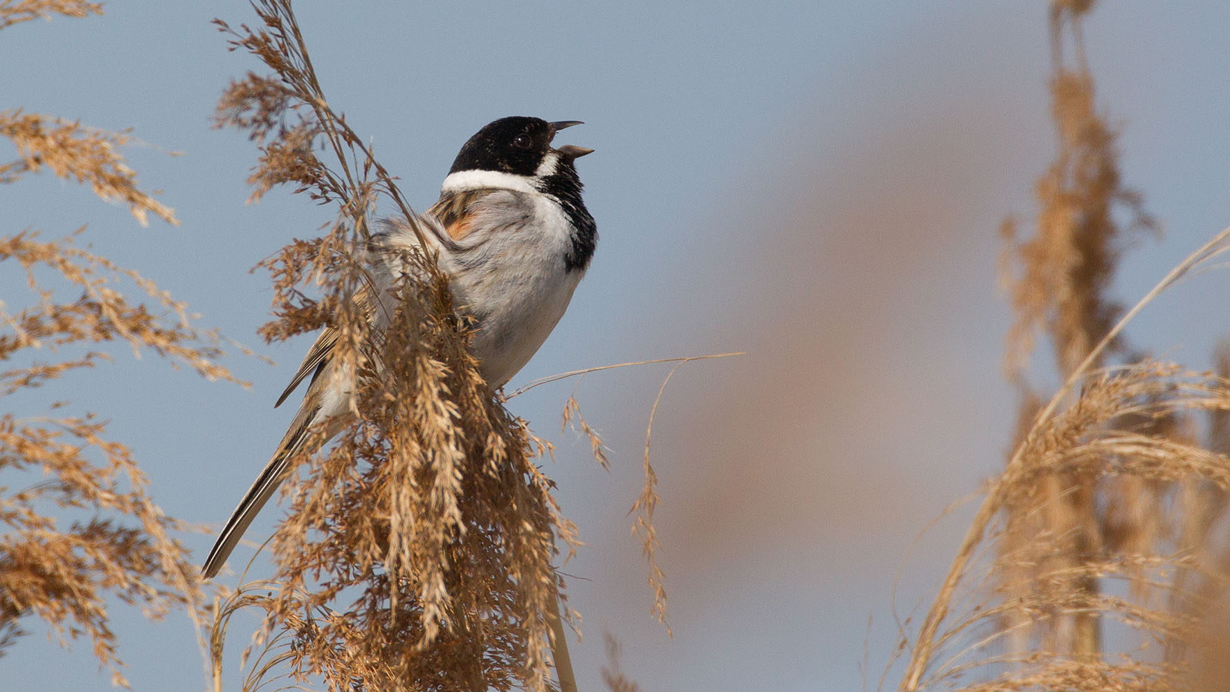 Reed Bunting, Liz Cutting 2022-b028-liz-cutting-113752.jpg