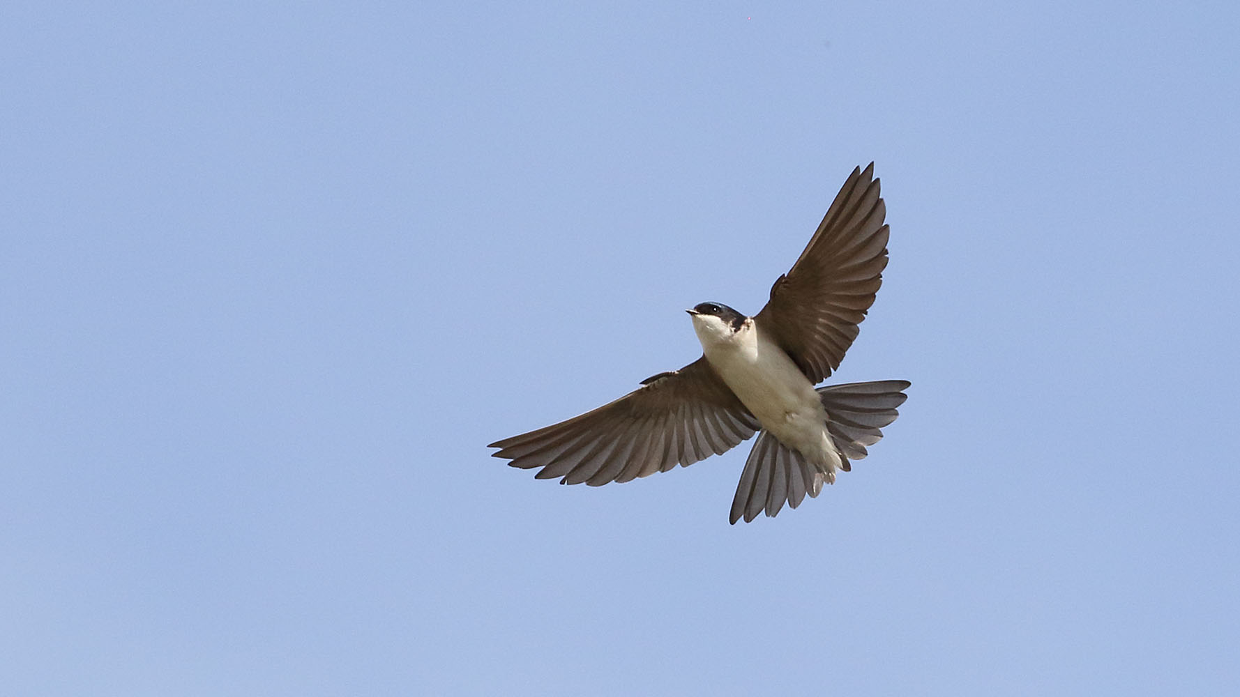 House Martin, Liz Cutting 2022-b029-liz-cutting-116522.jpg
