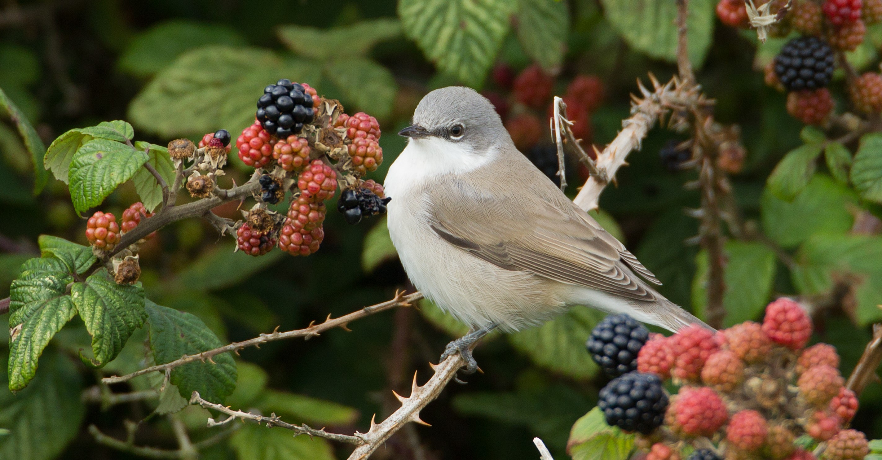 Lesser Whitethroat, Liz Cutting 2022-b030-liz-cutting-118162.jpg