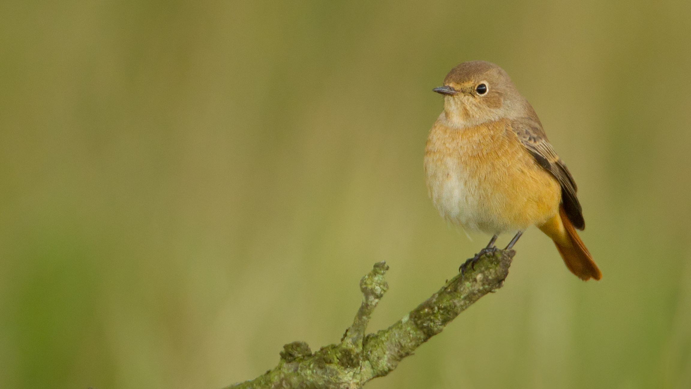 Redstart, by Liz Cutting / BTO A female Redstart perching on a small branch.