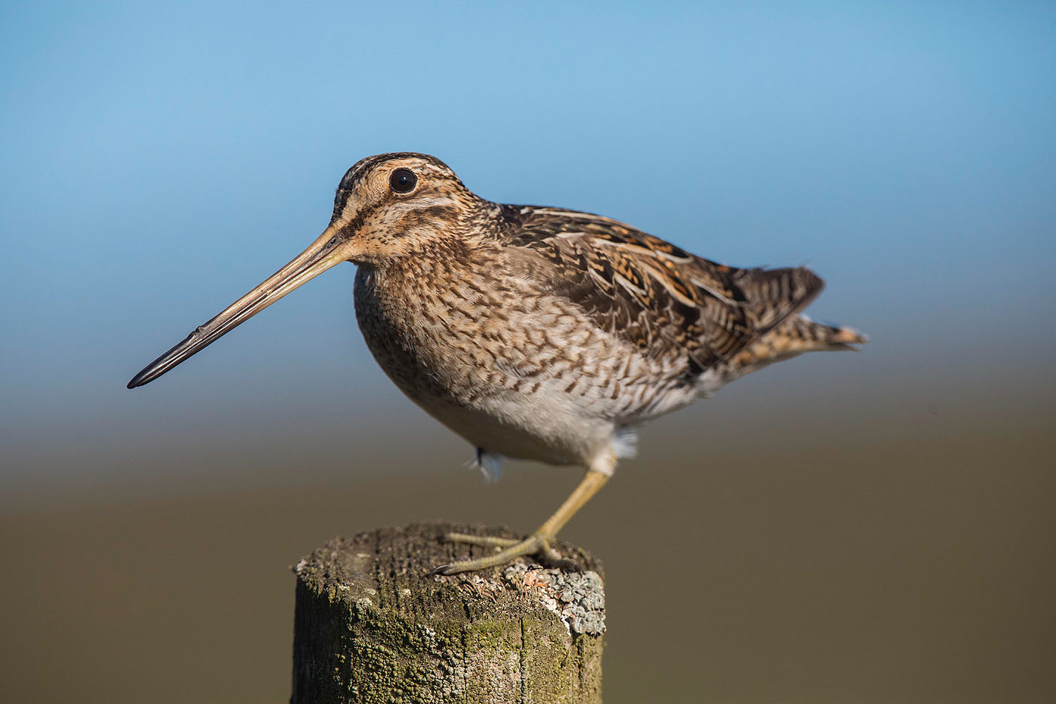 Snipe, by David Scott / BTO