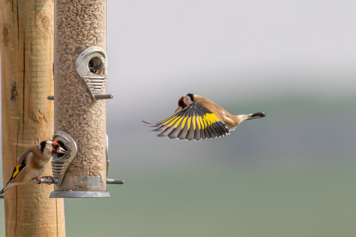 Goldfinch on feeder - Steven Whitcher / stock.adobe.com Goldfinch on feeder - Steven Whitcher / stock.adobe.com