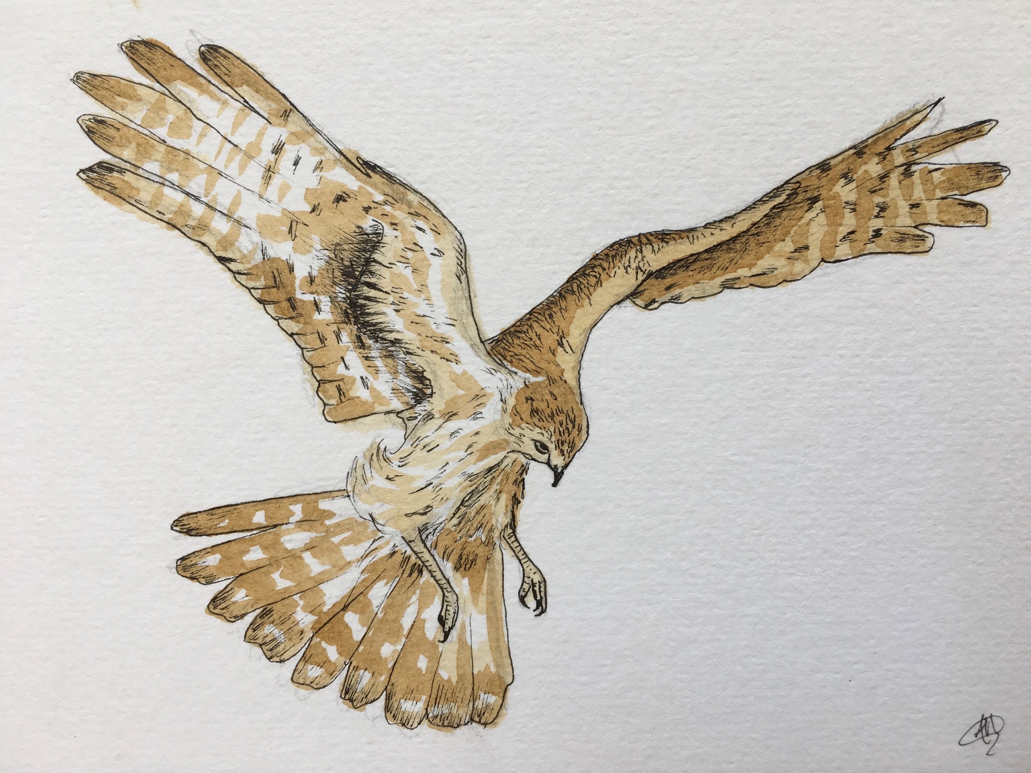 Hen Harrier. Alicia Hayden Hen Harrier. Alicia Hayden
