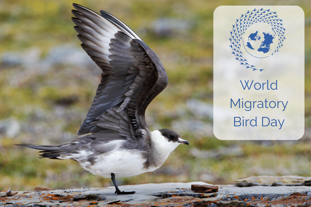 Arctic Skua, by Edmund Fellowes / BTO A photo of an Arctic Skua with the World Migratory Bird Day Logo. This is a blue outline of the earth, surrounded by a spiral of flying birds.