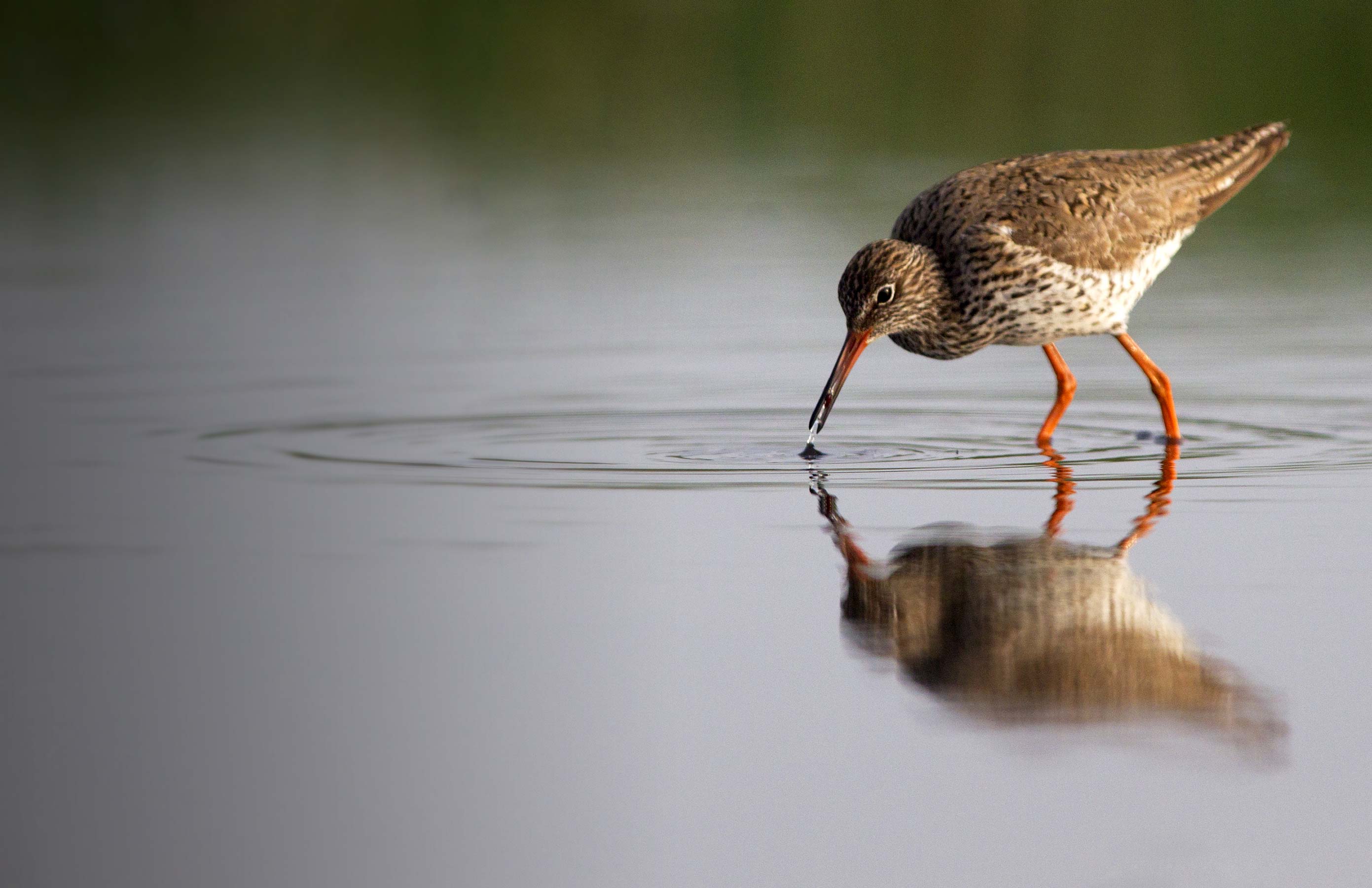 Redshank. Edmund Fellowes Redshank. Edmund Fellowes
