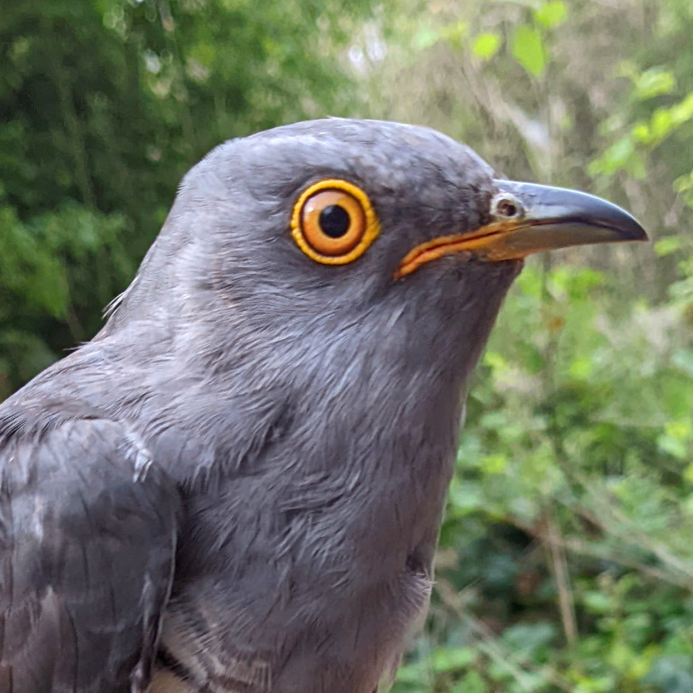 Joe, Cranwich Heath, 2022. PTT 232670