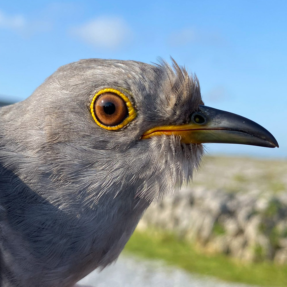 Cuach Carran. Cuach Carran.