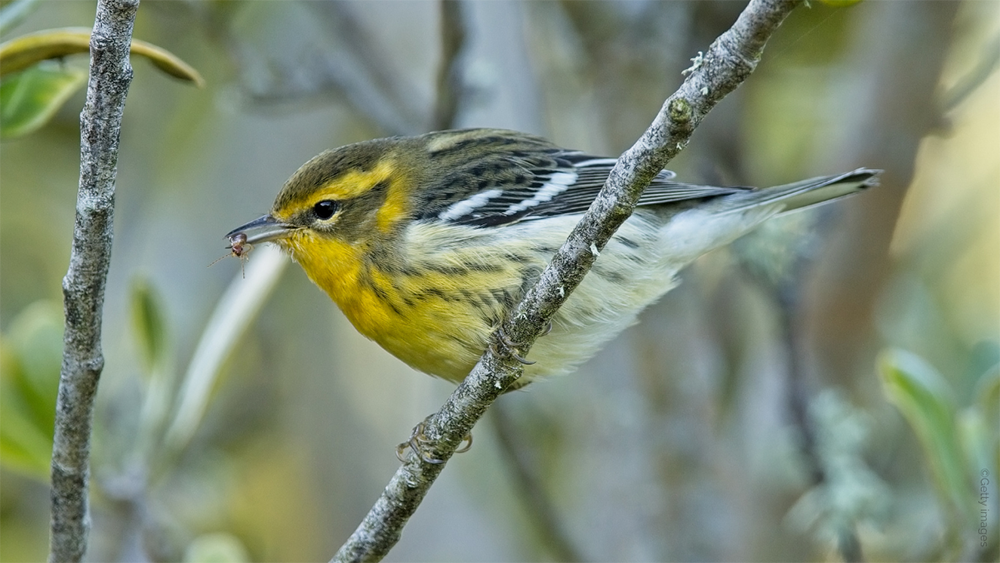 Blackburnian Warbler, Getty images