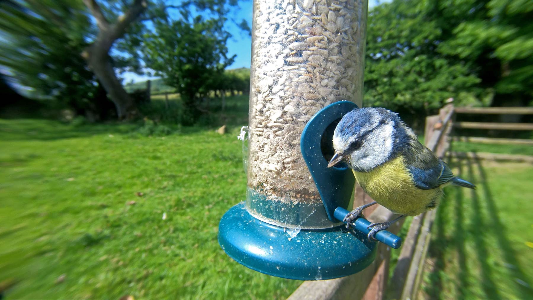 Blue Tit. Peter@ stock.adobe.com Blue Tit. Peter@ stock.adobe.com