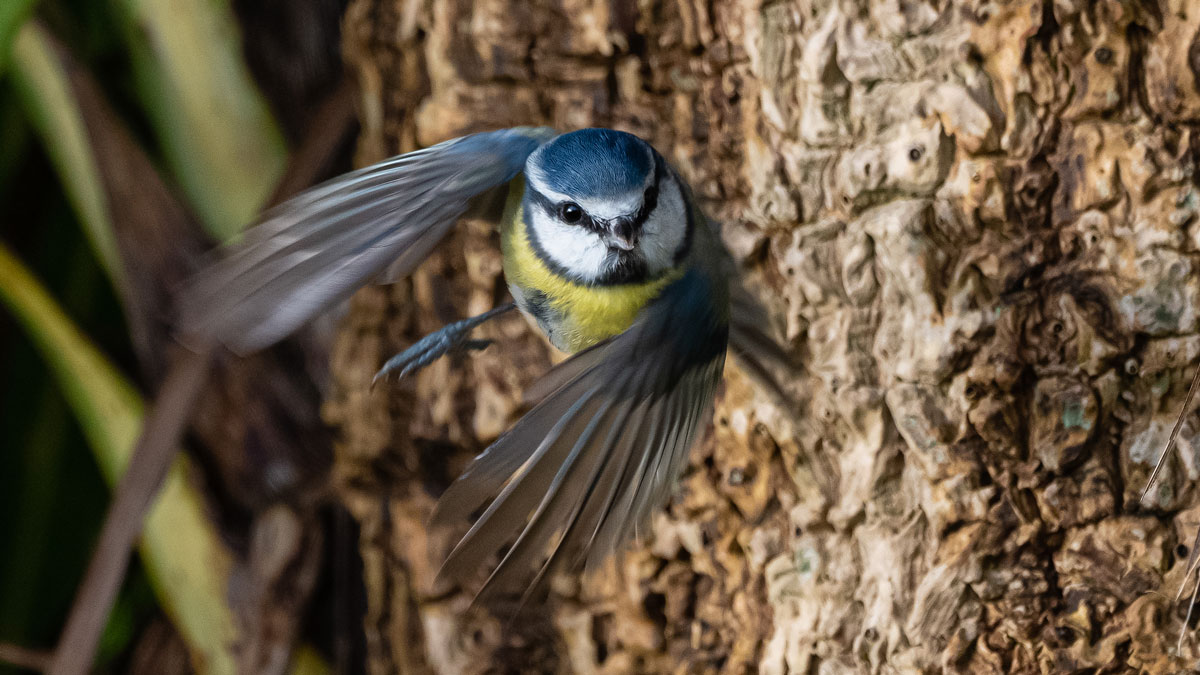 Blue Tit in flight. Philip Croft Blue Tit in flight. Philip Croft
