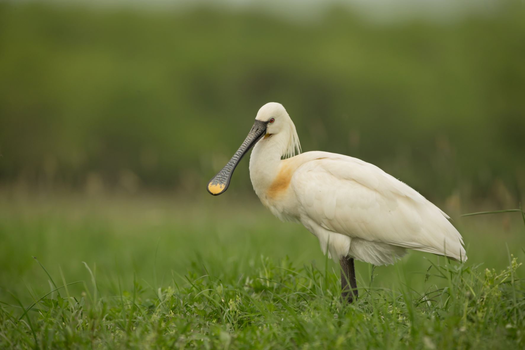 Spoonbill, Edmund Fellowes bto-2019-b01-edmund_fellowes-56_2_original.jpg