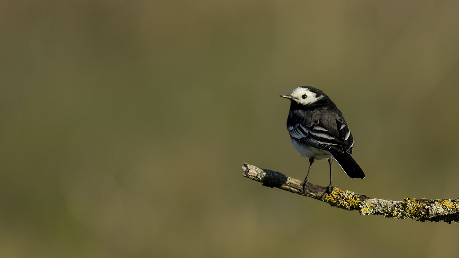 PIED WAGTAIL, TOM STREETER bto-2019-b03-tom_streeter-186_2_edit.jpg