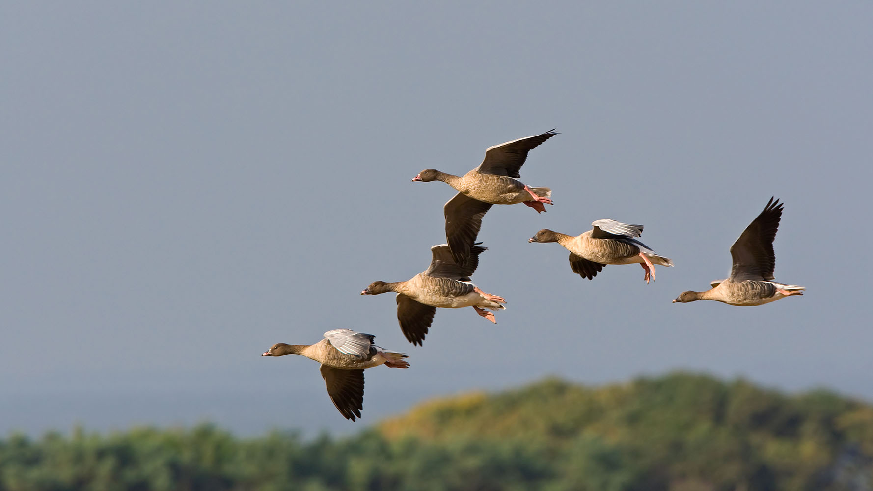 Pink-footed Goose, by Chris Knights / BTO