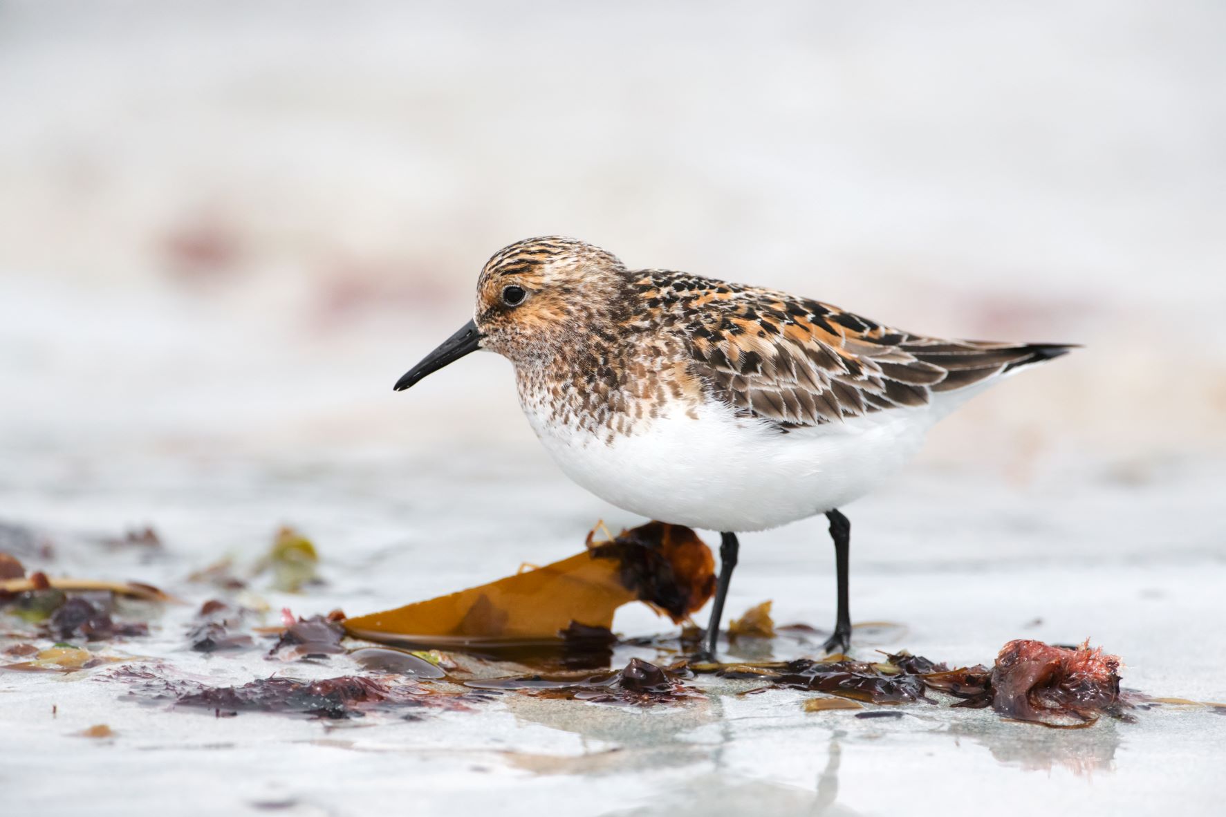 Sanderling, Edmund Fellowes bto-2019-b10-edmund-fellowes-1604_2_original_1.jpg