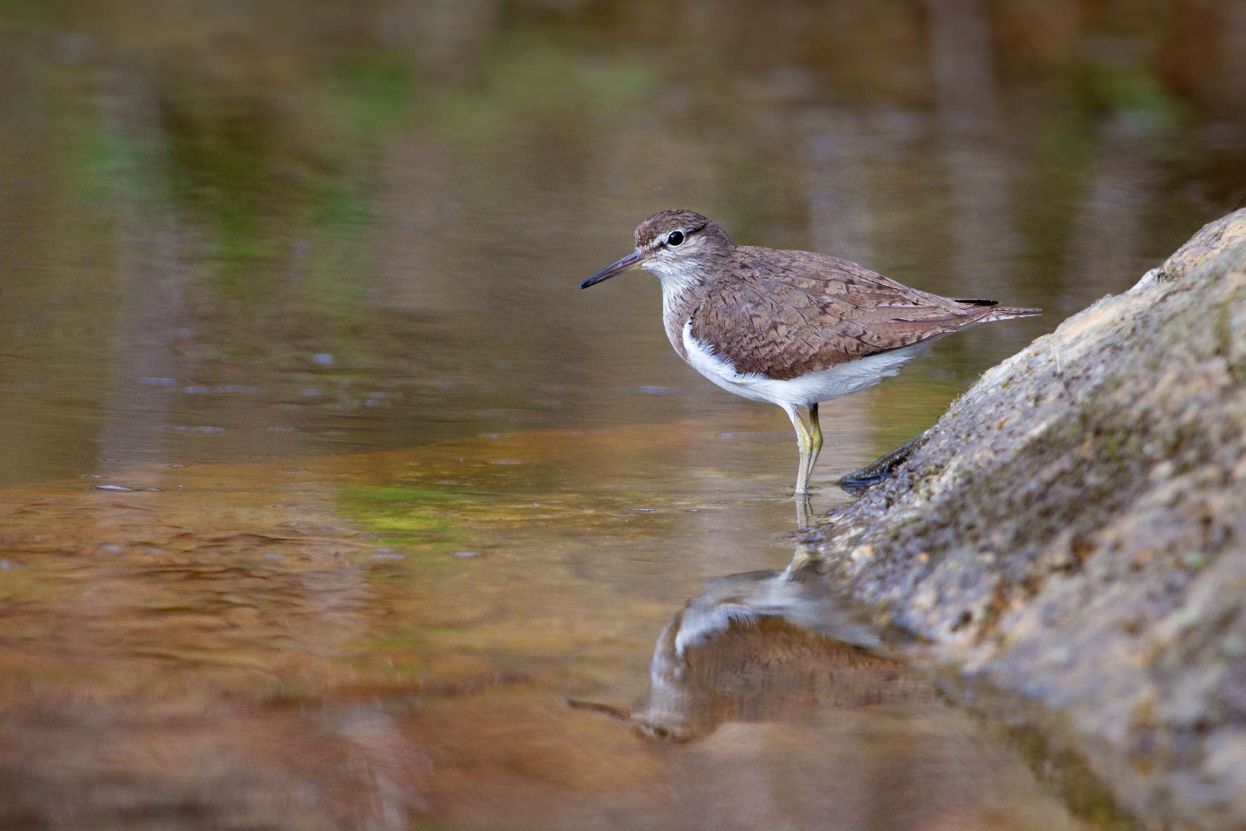 Common Sanpiper, Edmund Fellowes bto-2019-b11-edmund-fellowes-1823_2_original_2.jpg