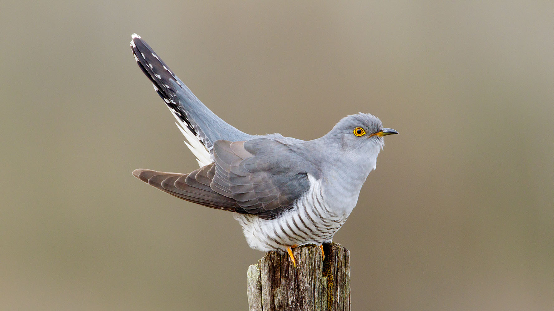 Cuckoo. Edmund Fellowes / BTO Cuckoo.