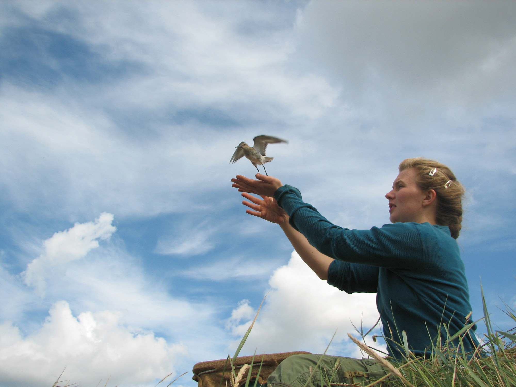 Volunteer releasing a ringed bird. Cathy Ryden / BTO BTO Science