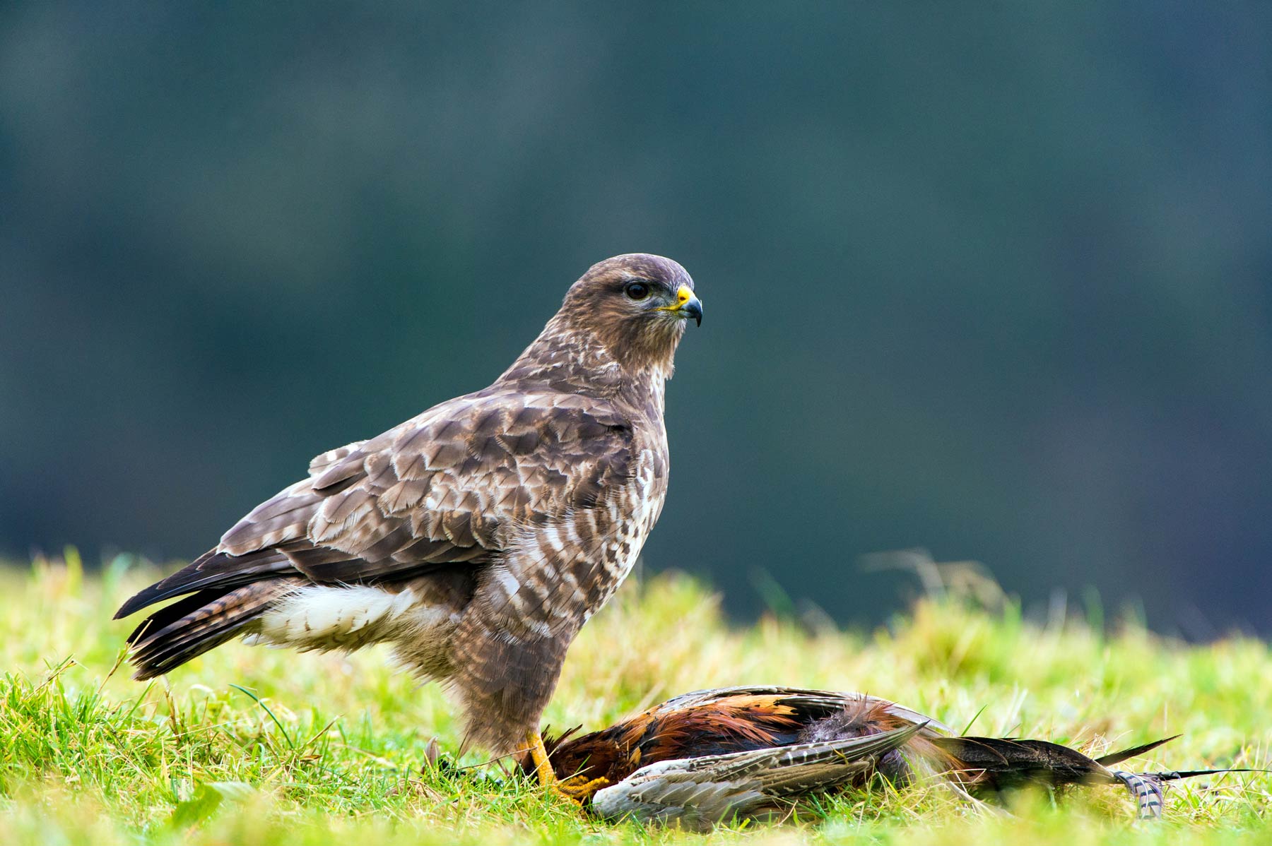Buzzard. Dave M Hunt (adobe stock) Buzzard. Dave M Hunt (adobe stock)