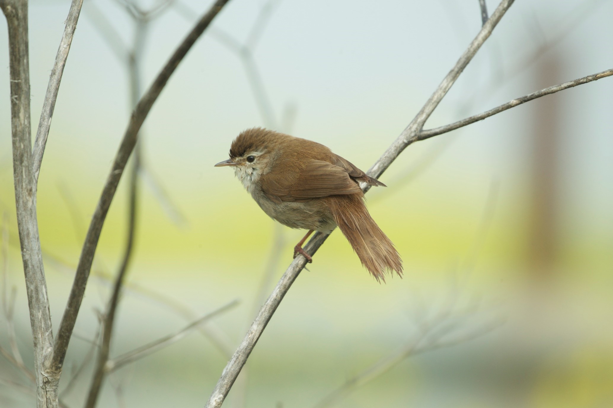 Cetti's Warbler. Tony Cox Cetti's Warbler. Tony Cox