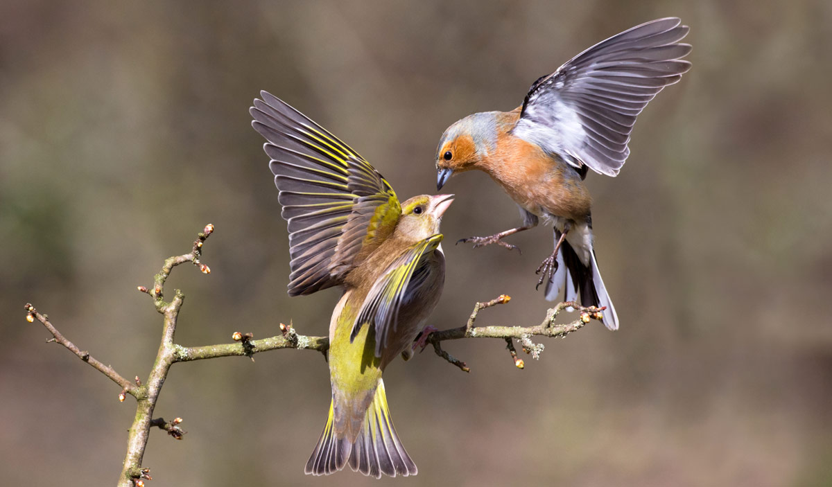 Chaffinch and Greenfinch. Edmund Fellowes Chaffinch and Greenfinch. Edmund Fellowes
