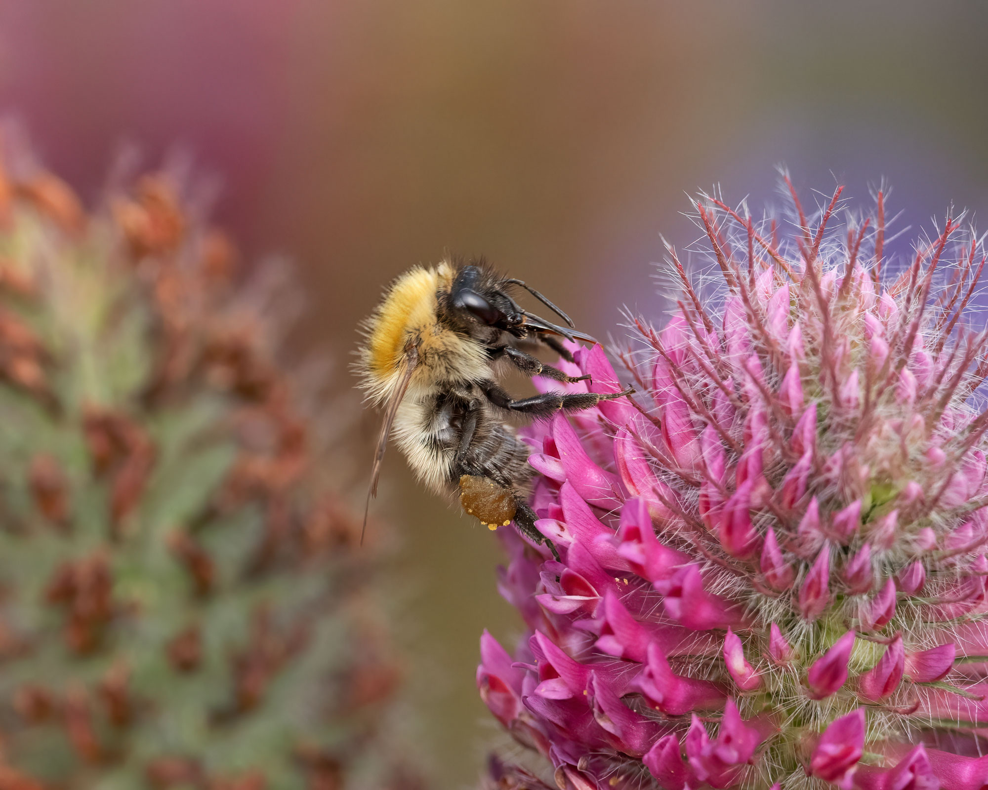 Common Carder Bee. Edmund Fellowes / BTO Common Carder Bee. Edmund Fellowes / BTO